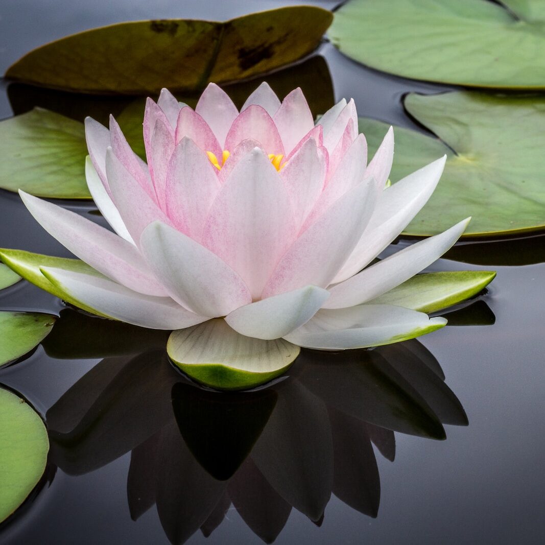 rule of thirds photography of pink and white lotus flower floating on body of water