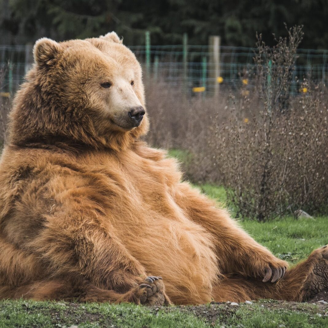 brown bear sitting on grass field